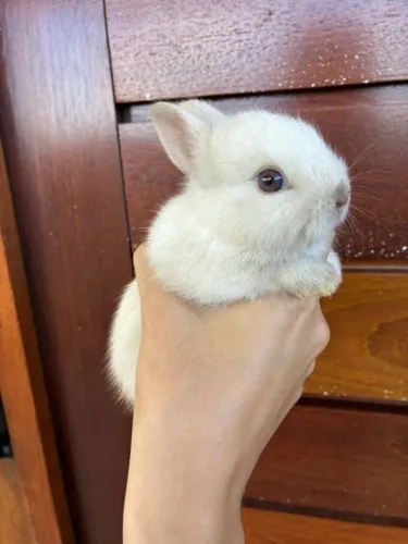 2 fêmeas da raça Netherland Dwarf.