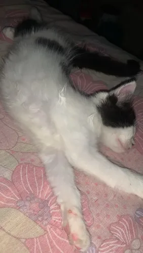 Gatinha para doação