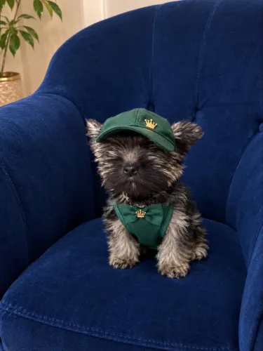 Yorkshire miniatura macho