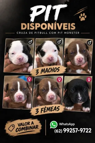 Filhotes de Pit Monster disponível