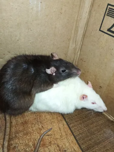 Rato twister fêmea 