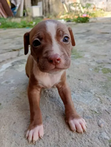 Pitybull