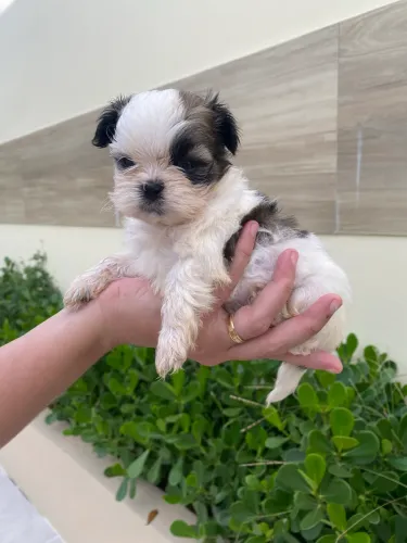 Lindo Shih Tzu Macho Filhote Raça Pura