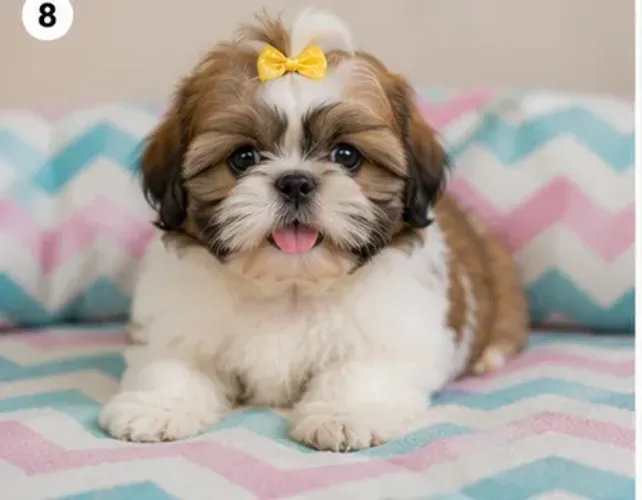 Bebezinho fofinho e dócil Shih tzu/Shitzu