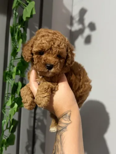 Poodle Toy lindos filhotes 