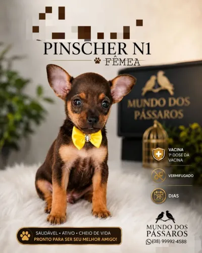 Vendo pinscher n1 fêmea ,pronta entrega