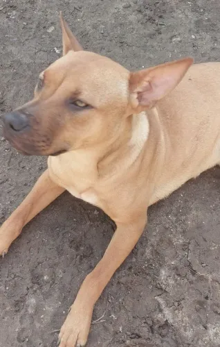 Filhote ,Fêmea para adoção