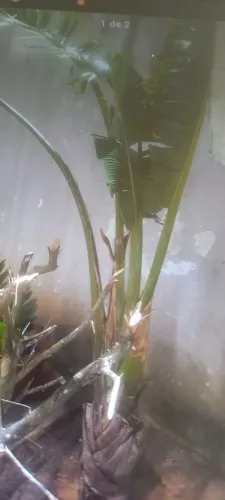 Planta ravenala
