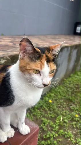 Gata castrada 2 anos 