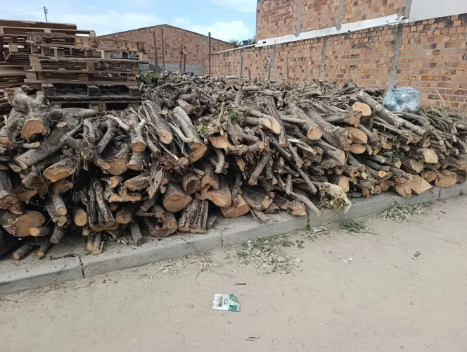Lenha de ficus