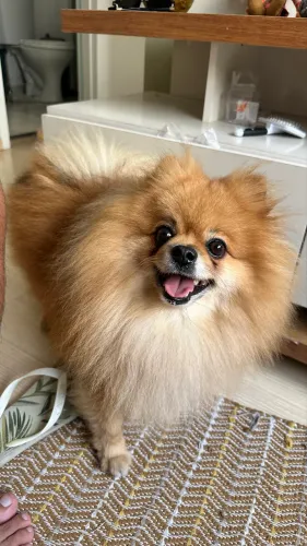 Cachorro