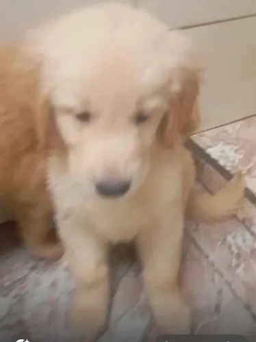 Golden retriever companheiro ideal da família 