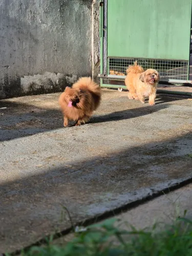 Spitz alemão lulu da pomerânia