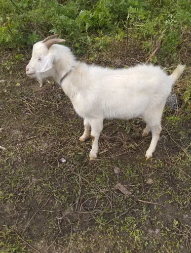 Mini cabrito