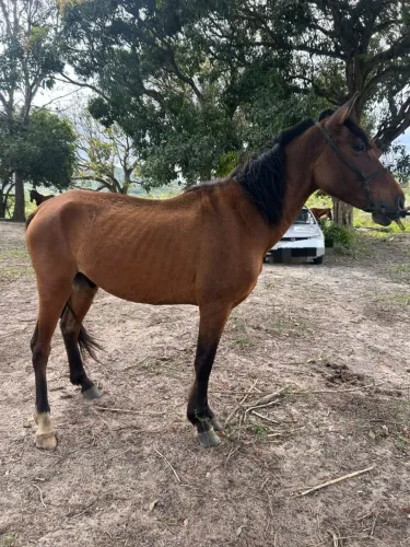 VENDE-SE CAVALO POLTRO