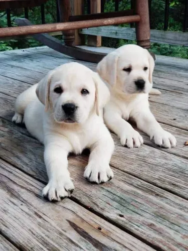Filhotes De Labrador - O Melhor Abraço Peludo Está Pronto Para Ser Seu 