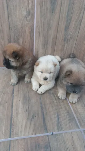 VENDO FILHOTES DE CHOW CHOW