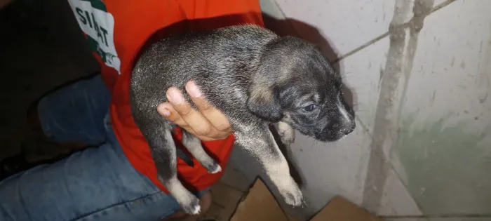 animais