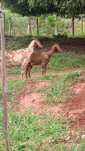 Vendo 2 cabras anglonubiana
