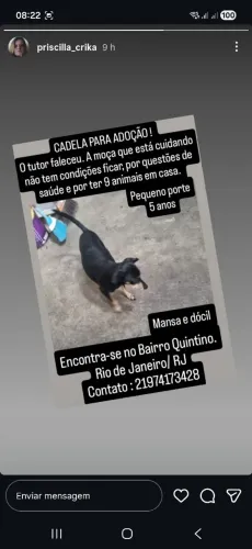Cachorro doação em quintino bocaiuva