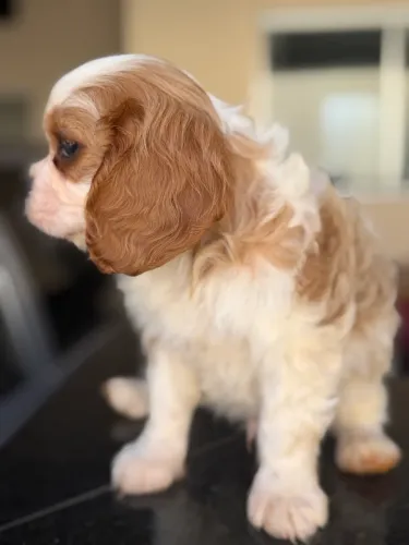 Cavalier king