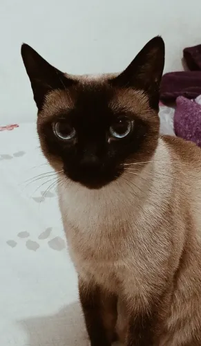 ? DOAÇÃO RESPONSÁVEL - GATINHA