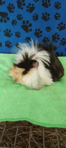 Porquinho da índia peruano