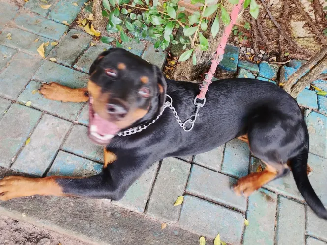 Rottweiler fêmea 8 meses