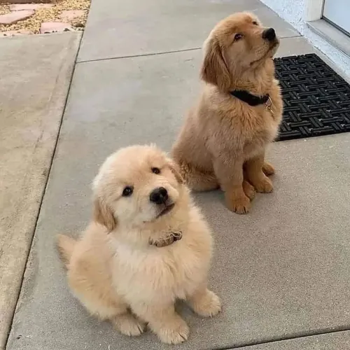 Golden Surpreenda Seu Amor Com um Presente Inesquecível