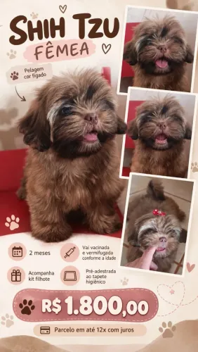 Shih Tzu fêmea