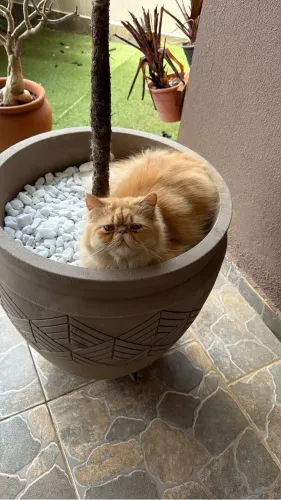 Gato persa macho para cruza 