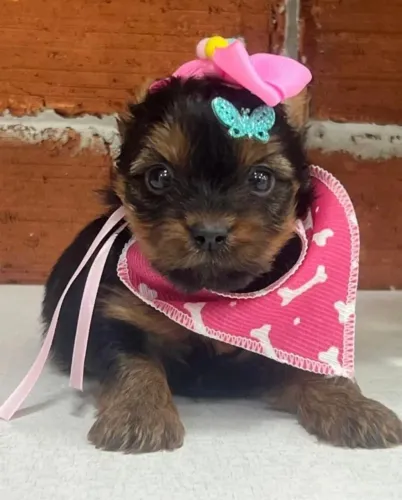 Yorkshire micro bibelos fêmea e macho disponível