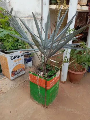 Muda De Palmeira Azul (bismarckia Nobilis) - Pronta Para Plantio