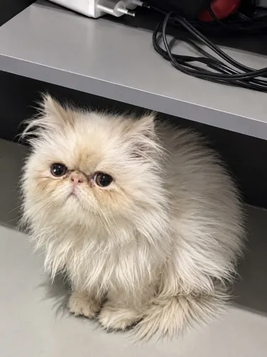 Gato persa macho 