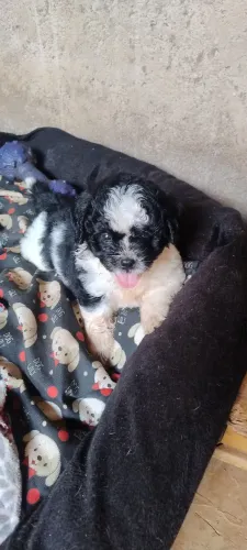 Vendo um filhote Shitzu macho com 2 meses vacinado vermifugado sadio