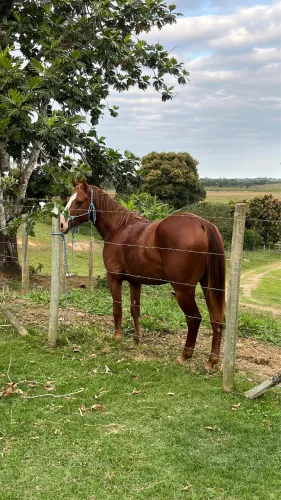 Cavalo QM com paint horse