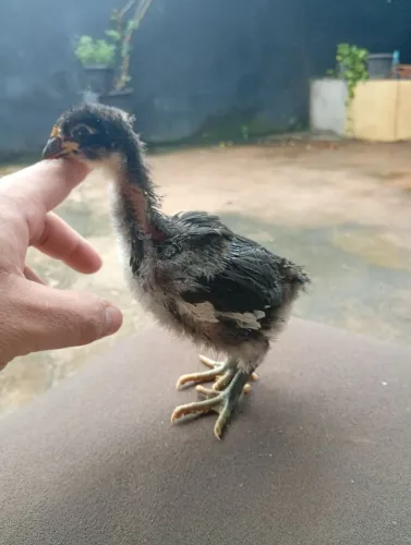 Pintinhos de gigante negro de Jersey 
