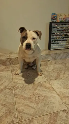 COBERTURA AMSTAFF PITBULL 
