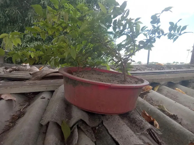 Mudas de acerola, mangueira manguito, goiabeira, babosa e corama