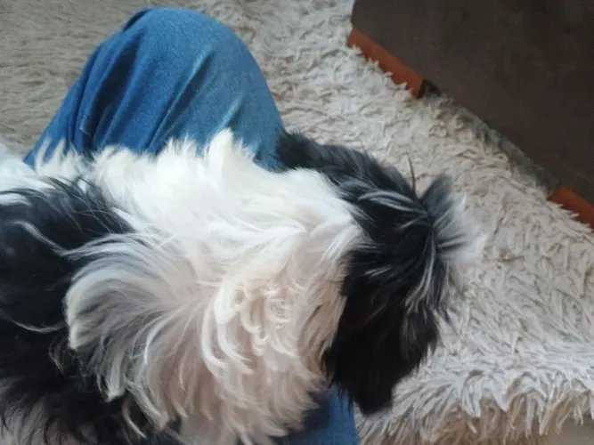 Vendo filhote de Lhasa Apso , aceito cartão
