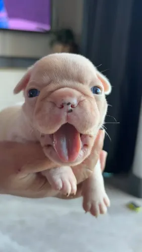 Filhote de Bulldog Francês
