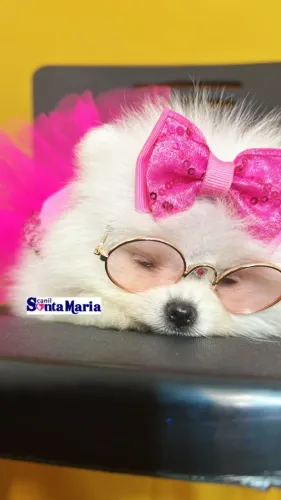 lulu da pomerania russa branca neve pedigree parcela foto real