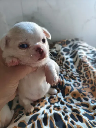 Chihuahua