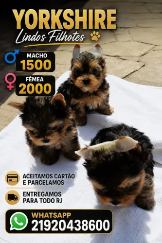 Yorkshire micro macho e fêmea raça pura 