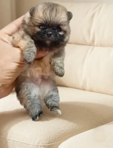 Lulu da pomerãnia anão com documentação pedigree CBKC