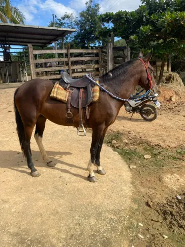 Égua