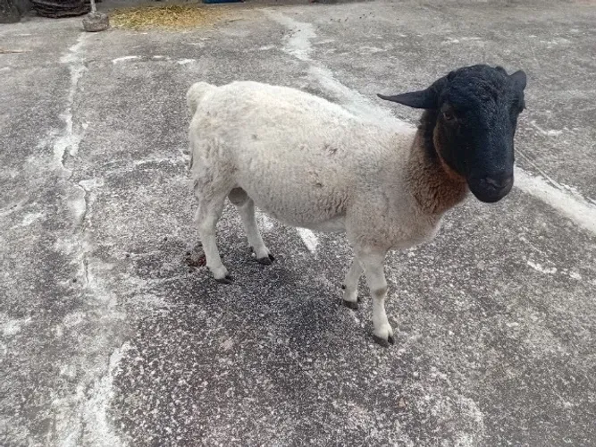 Excelente ovelhas e carneiro