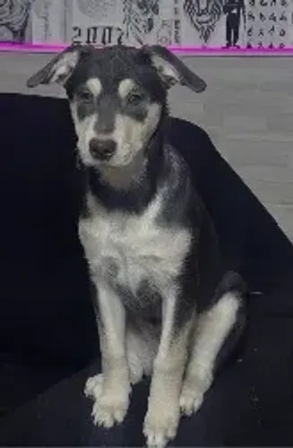 Doação de cachorro