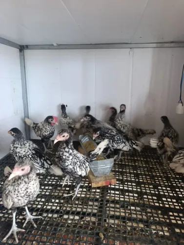 Sebrights pratas e douradas