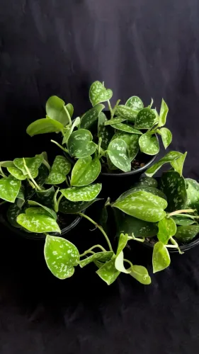 Jiboia Prateada